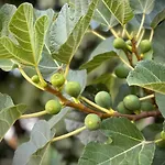 Quinta Do Areal Lousã