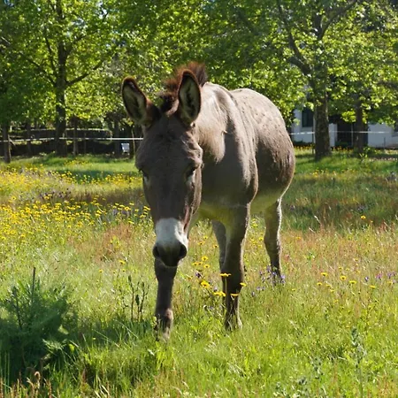 아파트 Quinta Do Areal *