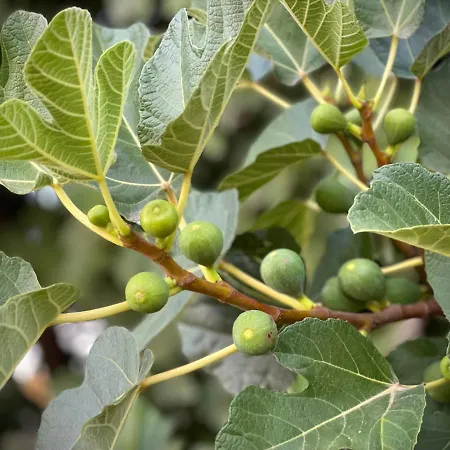 Quinta Do Areal 로우사