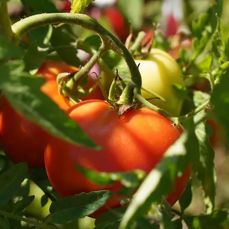 Quinta Do Areal 로우사