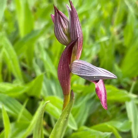 아파트 Quinta Do Areal 로우사