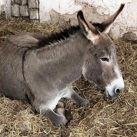 Quinta Do Areal 로우사