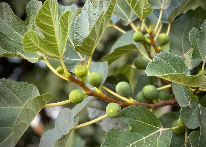 Quinta Do Areal Lousã
